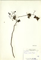 藏品(白英)的圖片